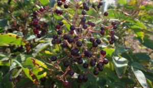 Black Elderberry (Sambucus Nigra) is full of antioxidants, vitamins C, A, B6, iron, potassium, flavonoids (quercetin, rutin), phenolic acid, mucilage, resin and anthocyanins, that contain immune stimulating properties. It brings the blood to the surface, bringing on the sweating, and helping your body to kill the virus.