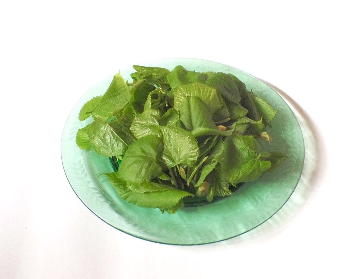 This is a prime time for picking fresh edible basswood leaves, or as it is called in Europe - linden. The leaves are nice light green and almost roundish shape. They are so soft and also feel very soft when you eat them. The taste is slightly sweet and very pleasant, they are not as crunchy as lettuce. Leaves are the best tasting when they are young. The older leaves are tougher and harder to chew.