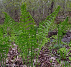 fiddlehead ostrich fern