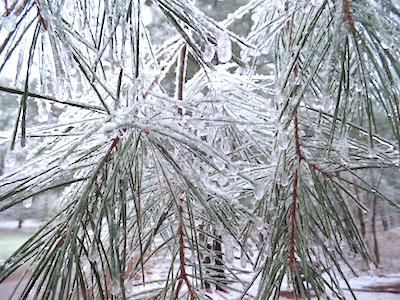 What do you do in the midst of Wisconsin’s icy snow storm at the end of April? You cheerfully go outside and collect freshly frozen pine needle clusters that are glistening in a crystal clear armor of ice. You collect it all, pine needles and ice, as icy water is structured water. During freezing water molecules join together in a hexagonally structured single layer sheets, that are very beneficial for your body. It is known that the healthy cells are surrounded with structured water, and unhealthy ones are not. So that structured water is optimal for normal functioning of the cell. Pine needles are filled with goodness too. High in vitamin C (up to six times more that lemons, hey, Wisconsin can grow vitamins, right?), vitamins A, B and K. Tannins, resin and flavonoids plus chlorophyll and iron.