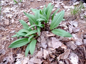 If you are in the woods these days you might notice the first large wild green of the season. The forest floor is still pretty bare, and these islands of green are really bright. It is a wild leek, or ramp, or wild bear onion (allium tricoccum). It loves shady wet areas. Smart bears love this plant, it fills them up with chlorophyll and vitamin C after the long winter’s nap. If you bite into fresh leaf the taste is intense – very distinctive of a fresh garlic. It gives us energy and shakes off the last tiredness of winter. All the spice in it improves appetite, blood flow and metabolism.