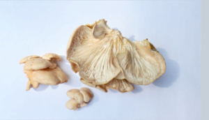 wild oyster mushroom