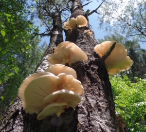 Presenting Wild Oyster Mushrooms! It is the middle of June in Northern Wisconsin, and we see them popping up everywhere! They grow with one flat side attached to the tree trunks of dead wood. Sometimes you have to look high. They lack the traditional mushroom stem, and have gills underneath the cap. Their smell resembles anise, and it is one of the main clues. Mushrooms are whitish yellow in color and can grow quite large, so just watch out for competitors inside, insects love to eat them too!