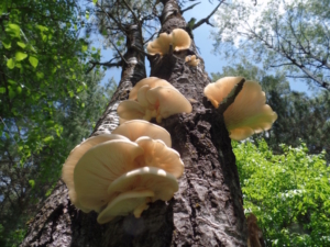 It is the middle of June in Northern Wisconsin, and we see oyster mushrooms popping up everywhere! They grow with one flat side attached to the tree trunks of dead wood. Sometimes you have to look high. They lack the traditional mushroom stem, and have gills underneath the cap. They smell like anise, and it is one of the main clues. They are whitish yellow color and can grow quite large, so just watch out for competitors inside, insects love to eat them too!