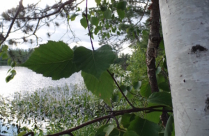 birch benefits