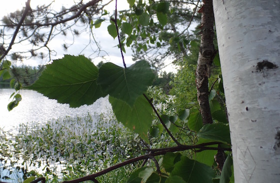 birch benefits