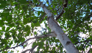 birch benefits