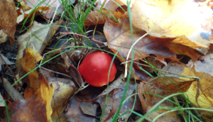 Mushroom
