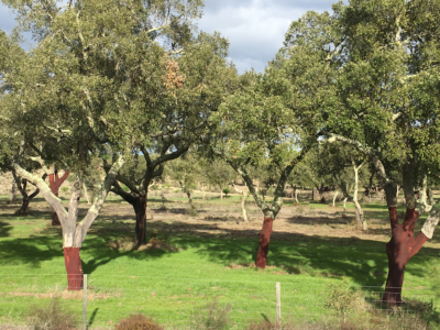 cork oaks