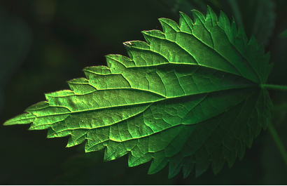 Nettle – spring tonic and a useful sting.