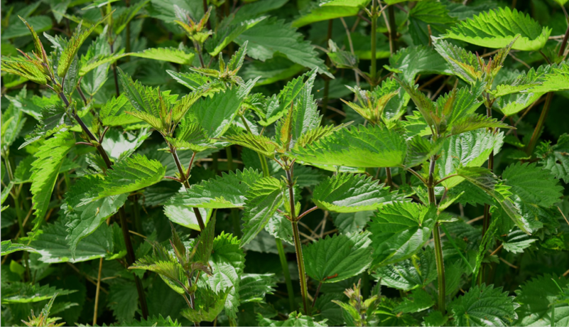 nettles herbal tea benefits field