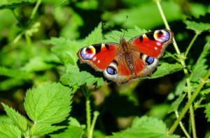 peacock butterfly nettles