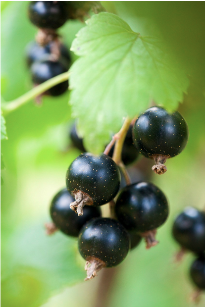 Black currant berry – turn this European staple into your daily diet awareness.