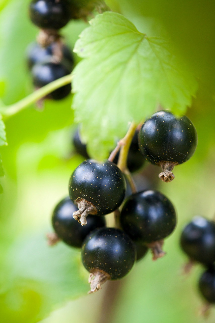 black currant herbal tea health benefits