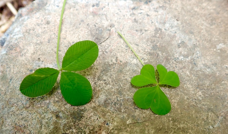 clover and wood sorrel