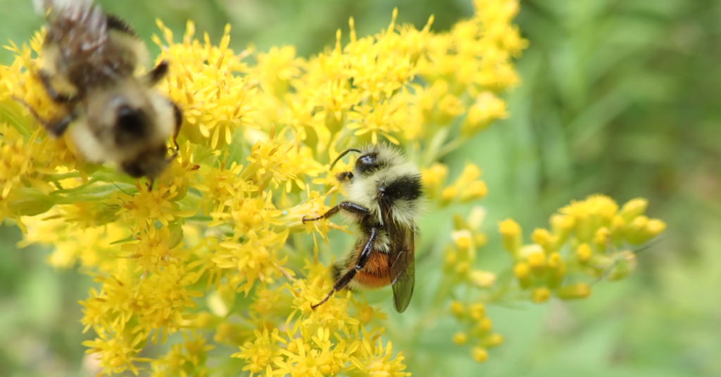 goldenrod herb