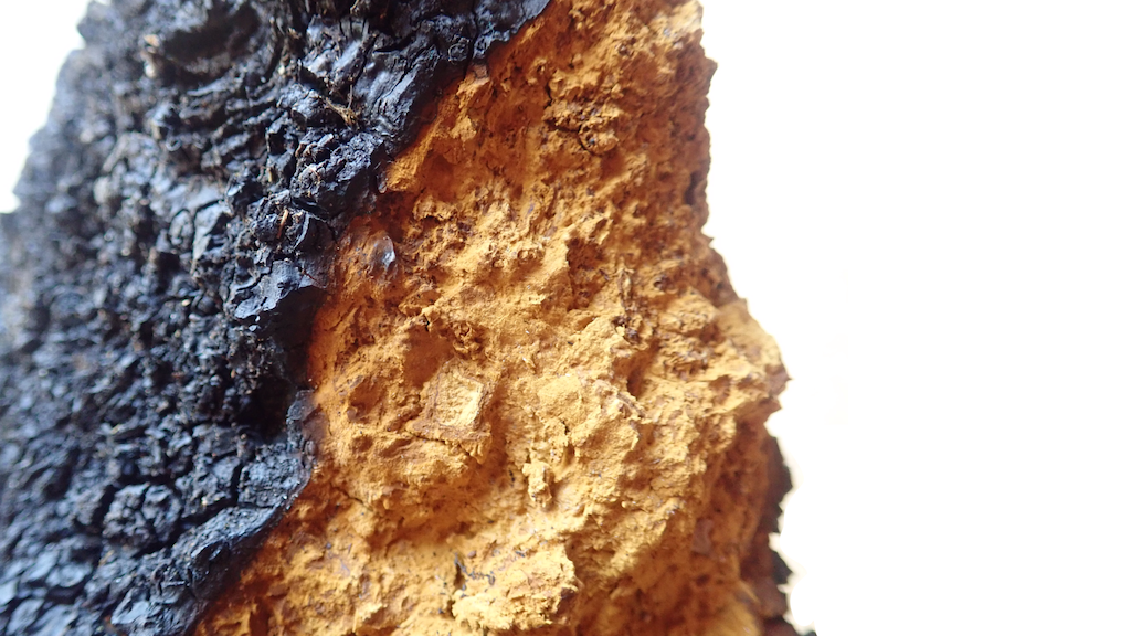 Chaga