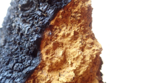 chaga