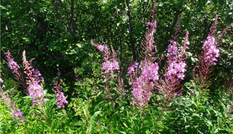 Fireweed  – Russian ancient traditions in your tea cup.
