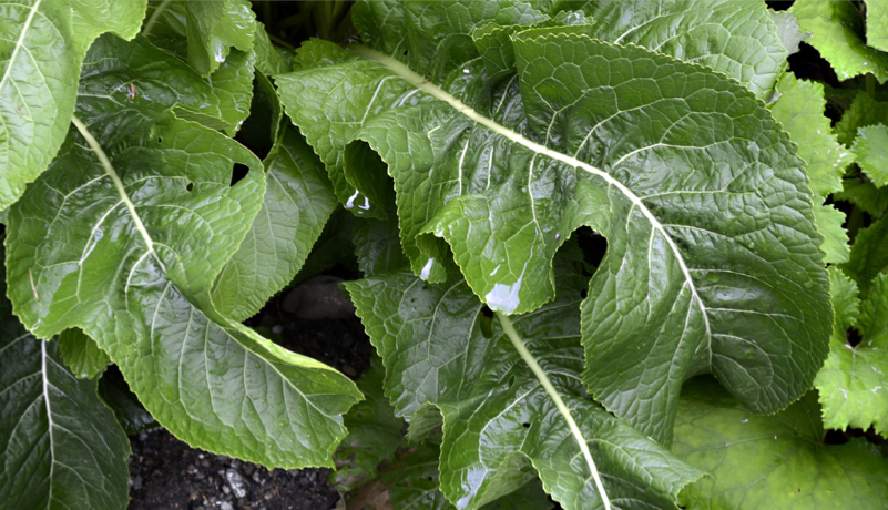 Two spoons of horseradish a day…